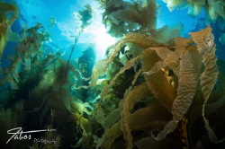 Kelp at Avalon Dive Park, Catalina Island, California by Michael Fabos 